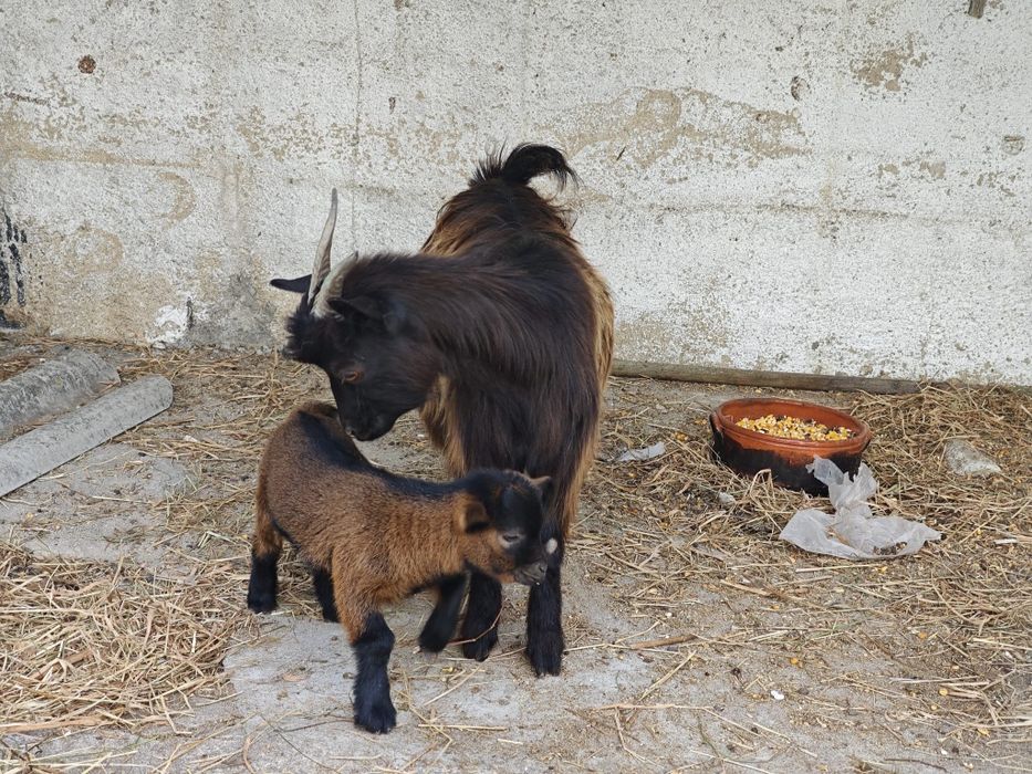 Ovelhas e cabras