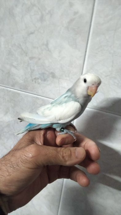 Agapornis e caturra  domésticados