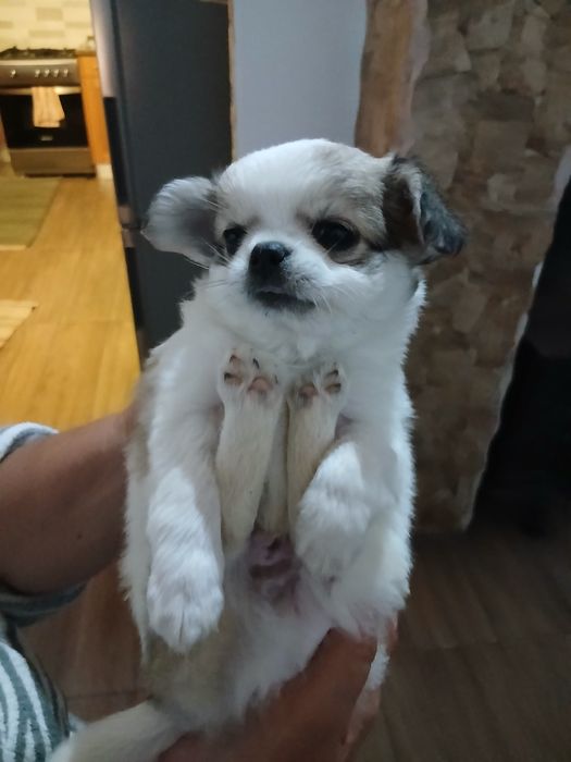 Chiuhuahua macho