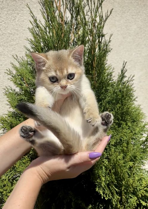 Гарнесенький хлопчик 2,5 міс. Золота шиншила