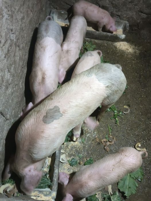 Vendo leitões boa raça