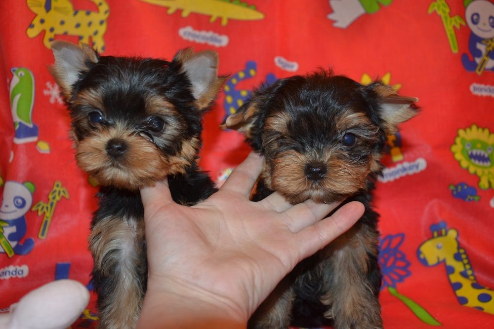 Дві дівчинки красунечки!