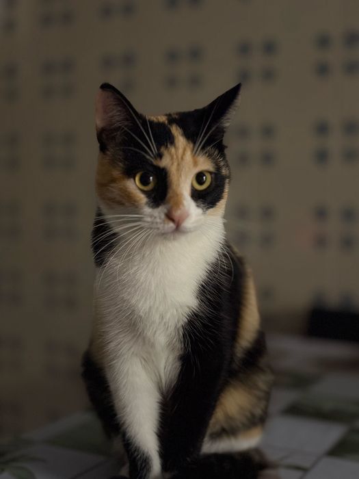 Gatinhas para adoção com 1 ano