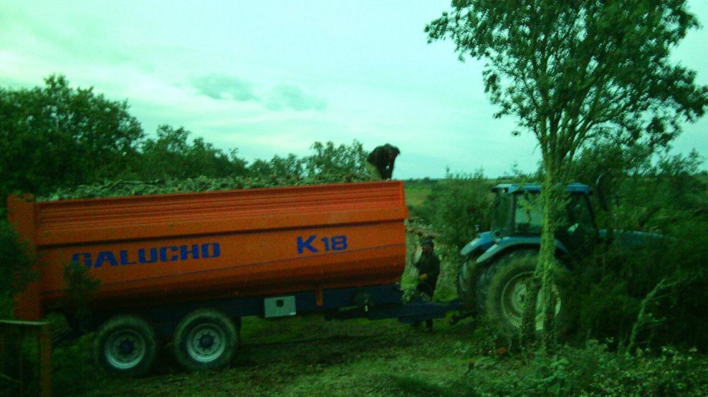 Serviços Agrícolas e Florestais