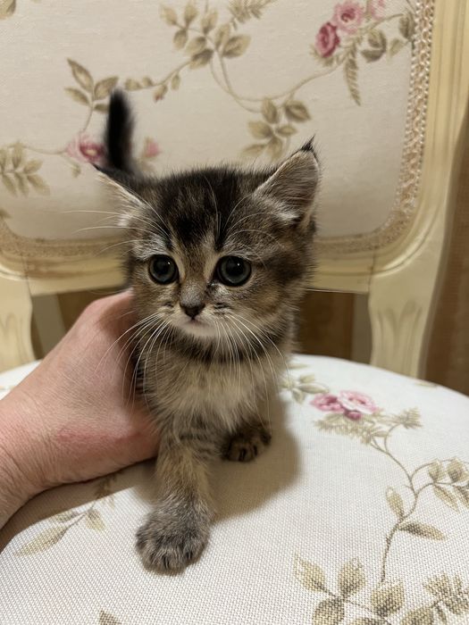 Британські котенята котики кошенята