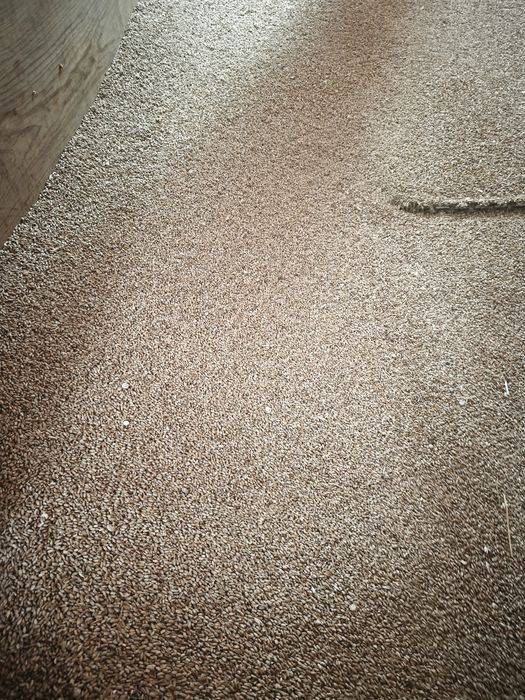 Semente Triticale