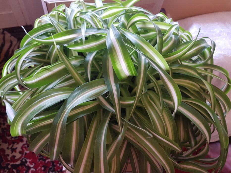 Продам вазон Хлорофитум хохлатый