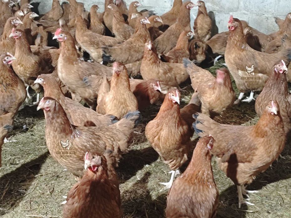 Kury nioski ogólnoużytkowe różne odmiany 18–22 tygodnie
