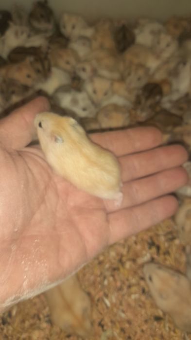 Хомяки Джунгарські ( Джунгарики)Гурт/Опт