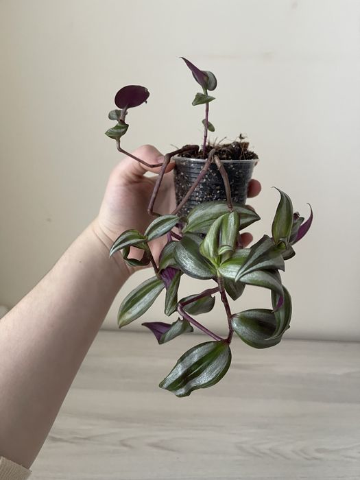 Маранта, сциндапсус, традесканція