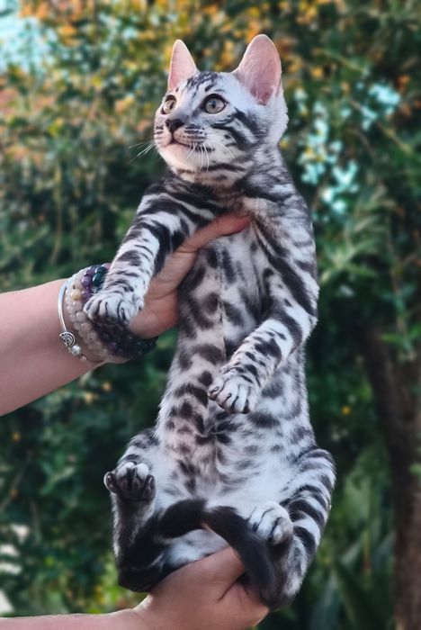 Bengal Silver macho com Lop