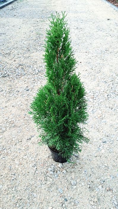 Tuja szmaragd 100 cm doniczka 3l