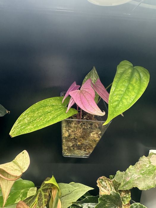 Dioscorea pink pixel, Fallopia variegata