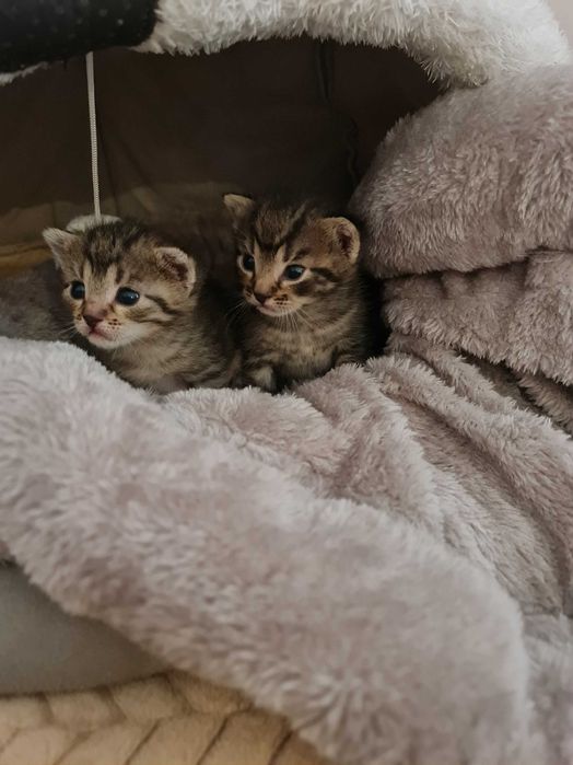 Kotki do adopcji