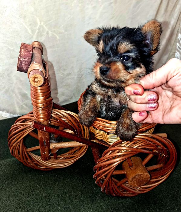 Йорк.Хлопчик.Мінік