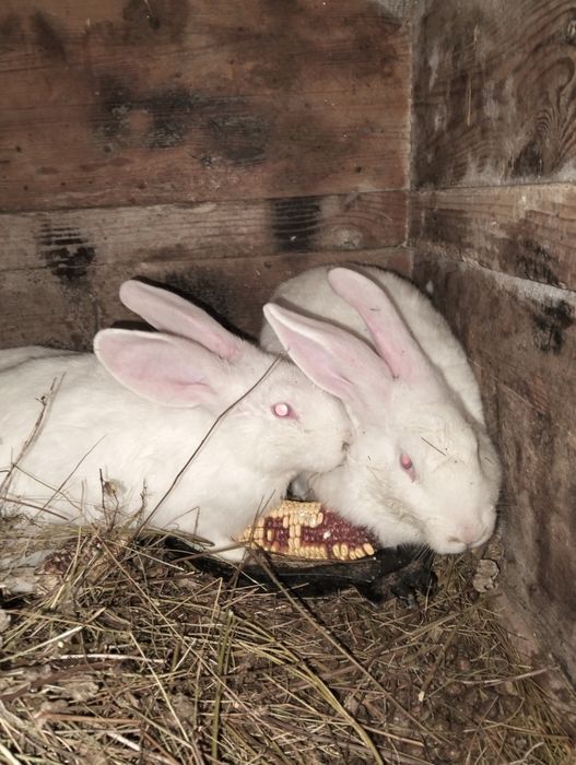 Кролики, кролик, 400 один