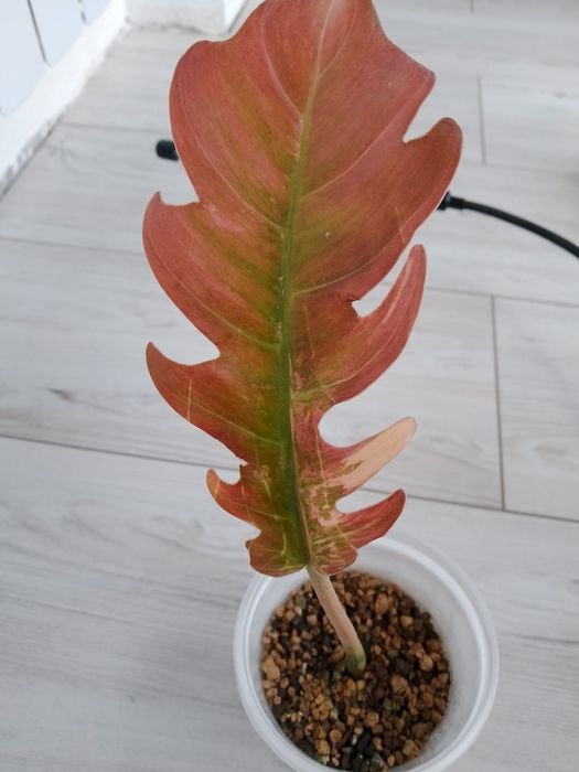 Філодендрон "Caramel Marbl pink"