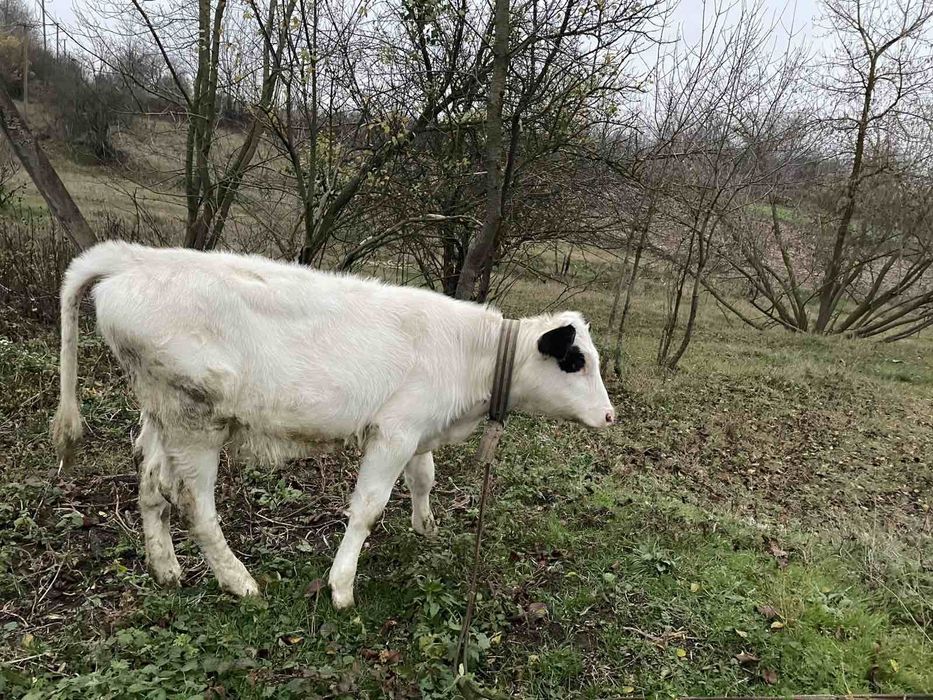 Продається теличка 3 місяці