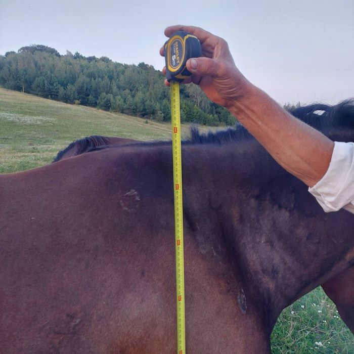 Продам молоді коні