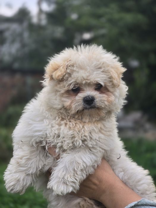 Maltipoo cudowna suczka