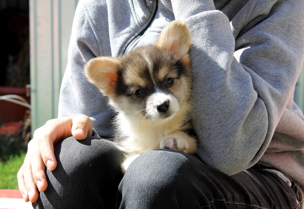 Корги пемброк с хвостиками и без Киев