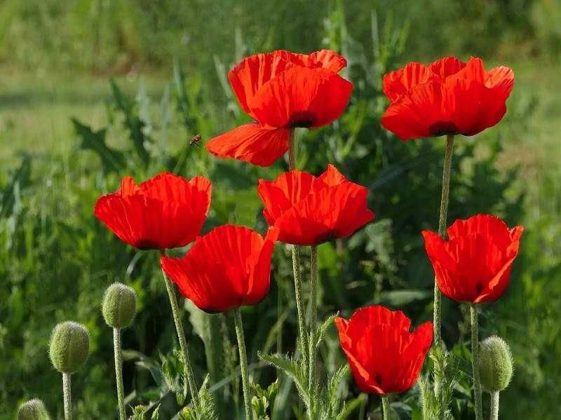 Садовый мак (красно-оранжевый цветок) многолетний