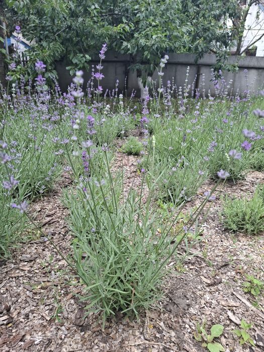 Лаванда Саджанці лаванди