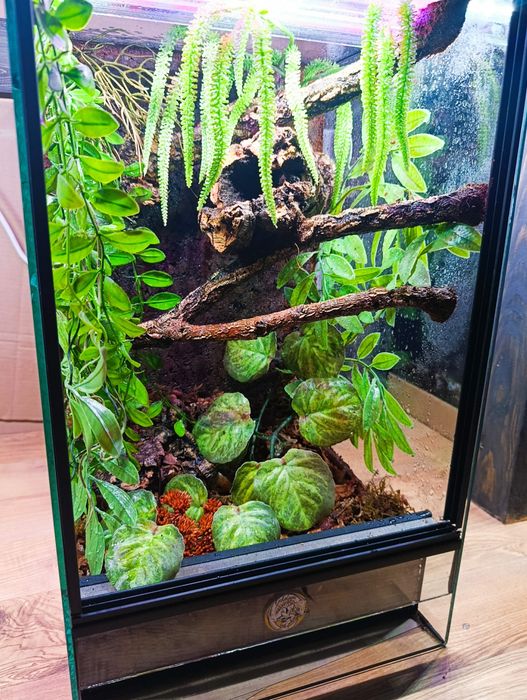 Terrarium 30x30x50 od ręki gekon
