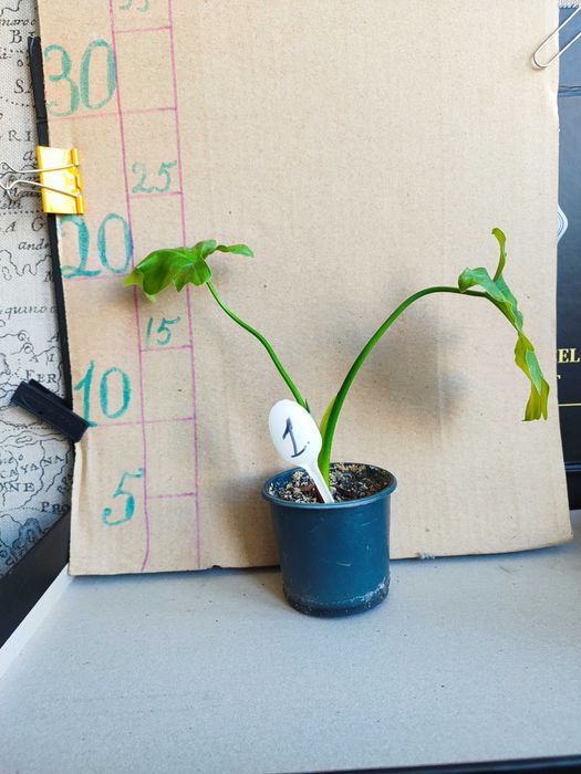 Філондерон Щангри-ла