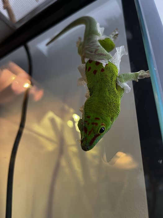 Jaszczurki madagaskarskie
