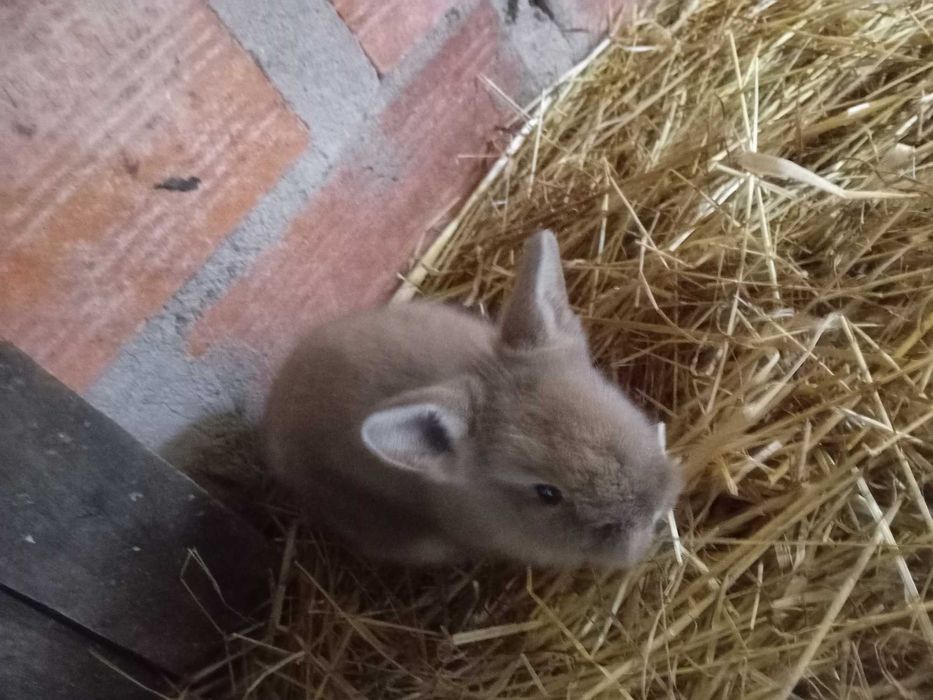 Coelhos anões Lionhead (Cabeça de Leão)