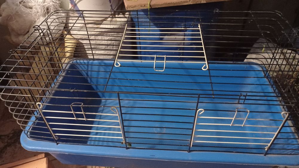 Кліточки на вибір