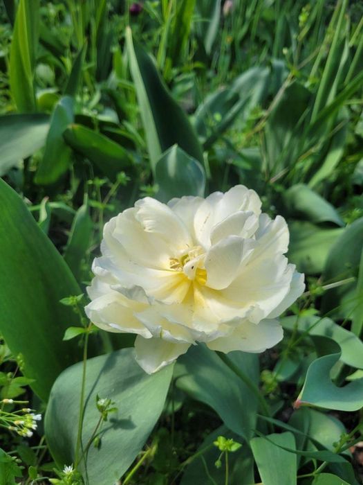 Цибулини  тюльпанів  від 2грн до7грн