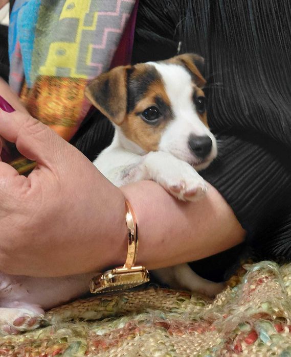 Jack Russel Terrier TOP