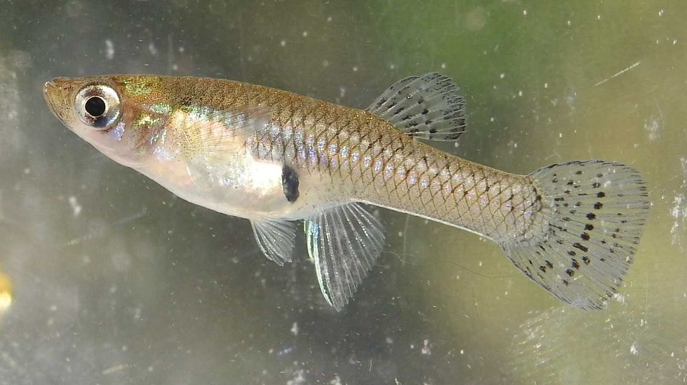 Vendo peixes Gambusia affinis