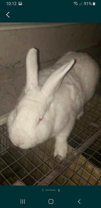 Кролики скараспелые