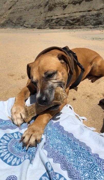 Pet Sitter Alfragide