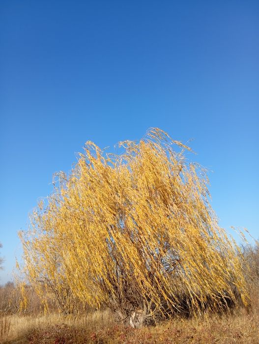 Іва Вавілонська, горобина червона, рябіна, липа