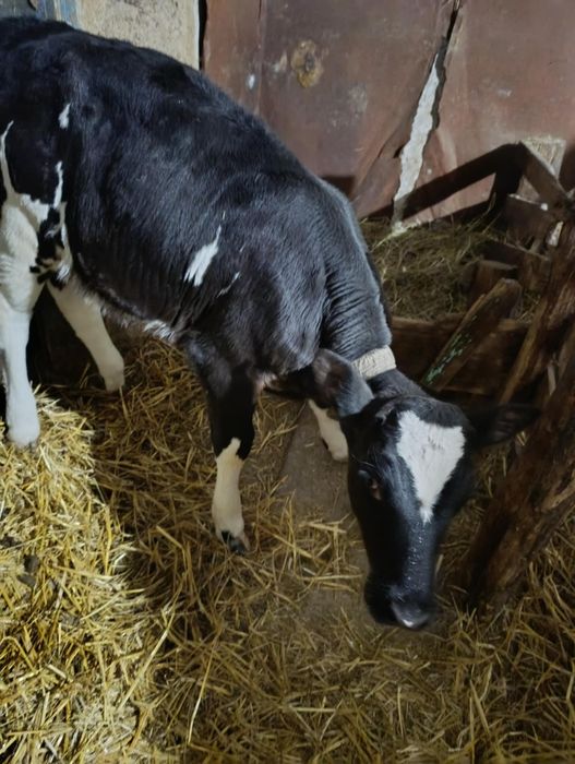 Теличка 2міс .12 днів