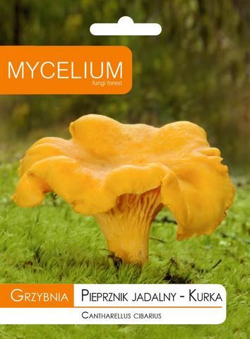 Pieprznik jadalny KURKA - grzybnia grzyby leśne