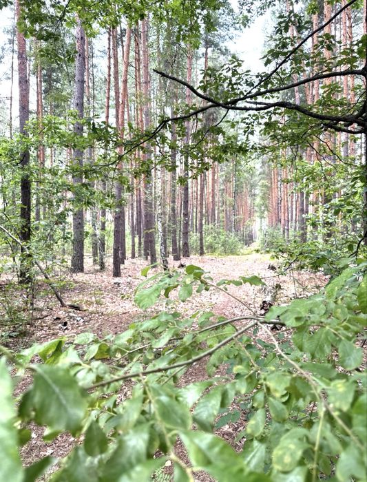 Земельна ділянка під будівництво!ЛІС ! 24сотки. Пилиповичі.