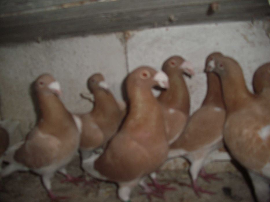 golebie rzeszowskie zolte-nr 3