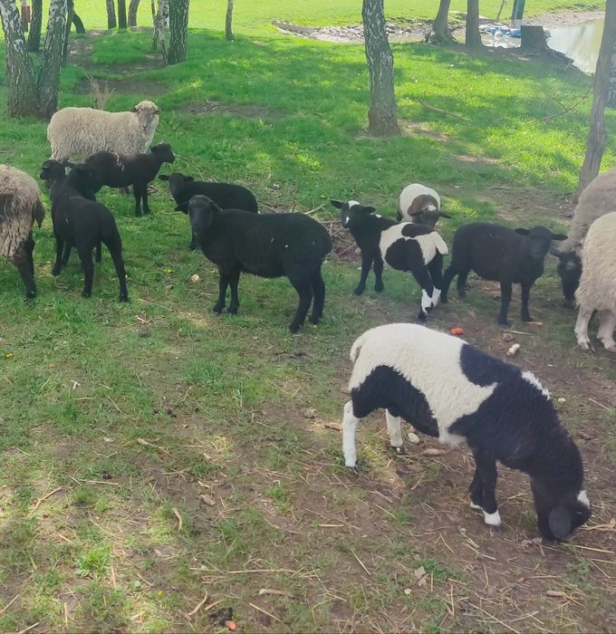 Tryk dorper baran owca jagnięta