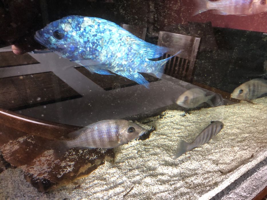 Placidochromis phenochilus Tanzania - Pyszczak Malawi