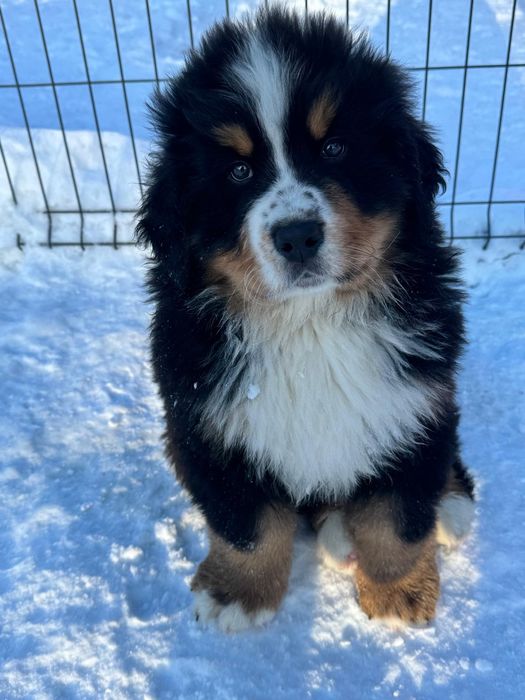 Berneński Pies Pasterski