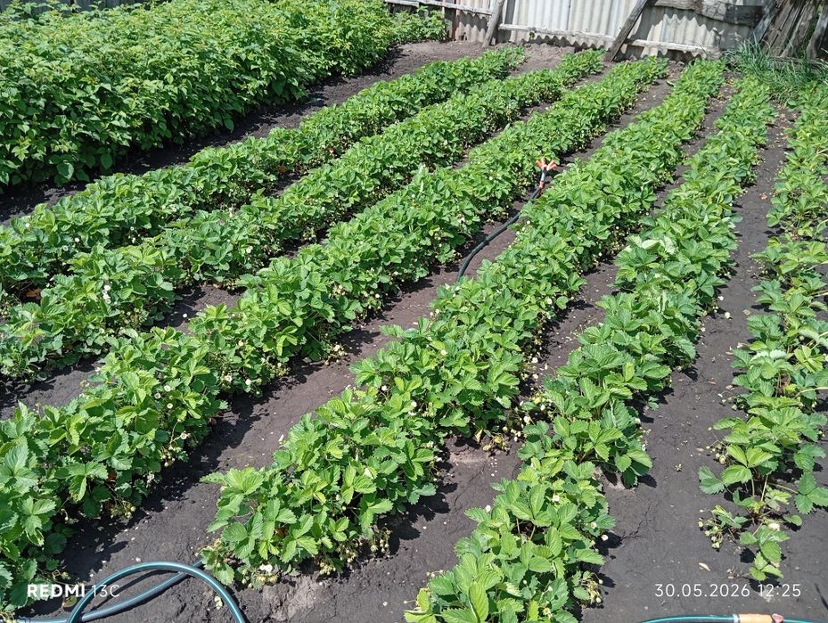 Продам дом в Скрипаях
