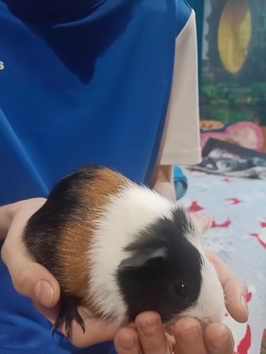 Sprzedam 4 świnki morskie samiczki