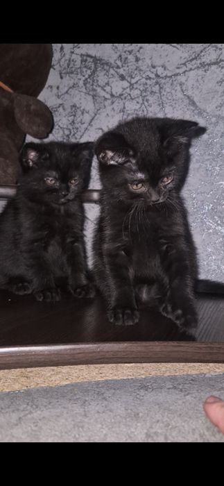 Британські короткошерсті кошенята шукають люблячі родини!