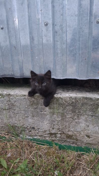 Подарую кошенят, котика, кішку