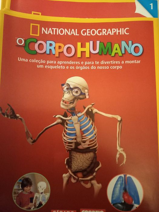 Esqueleto e órgãos do Corpo Humano